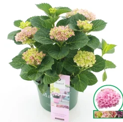 Hortensia magical revolution roze p23|ohgreen Best