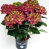 Hortensia rembrand rood p15 h40|ohgreen Discount