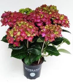 Hortensia rembrand rood p15 h40|ohgreen Discount