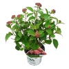 Hortensia "ruby annabelle"|ohgreen Online
