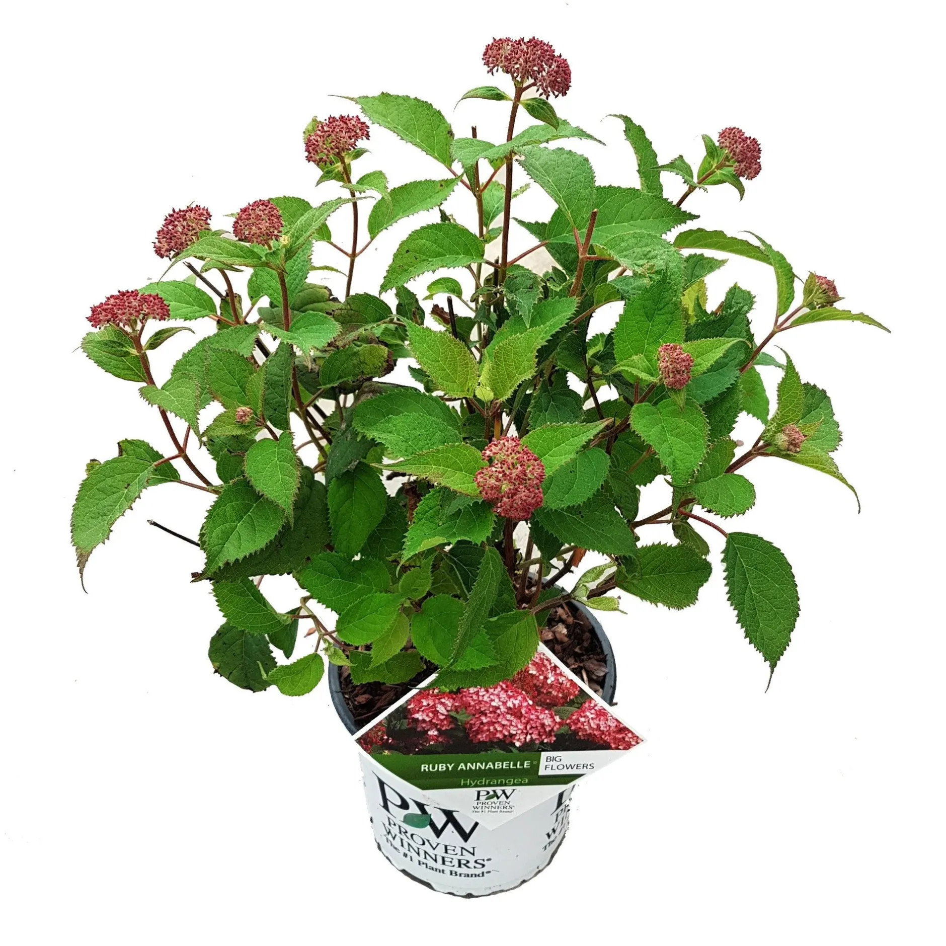 Hortensia "ruby annabelle"|ohgreen Online
