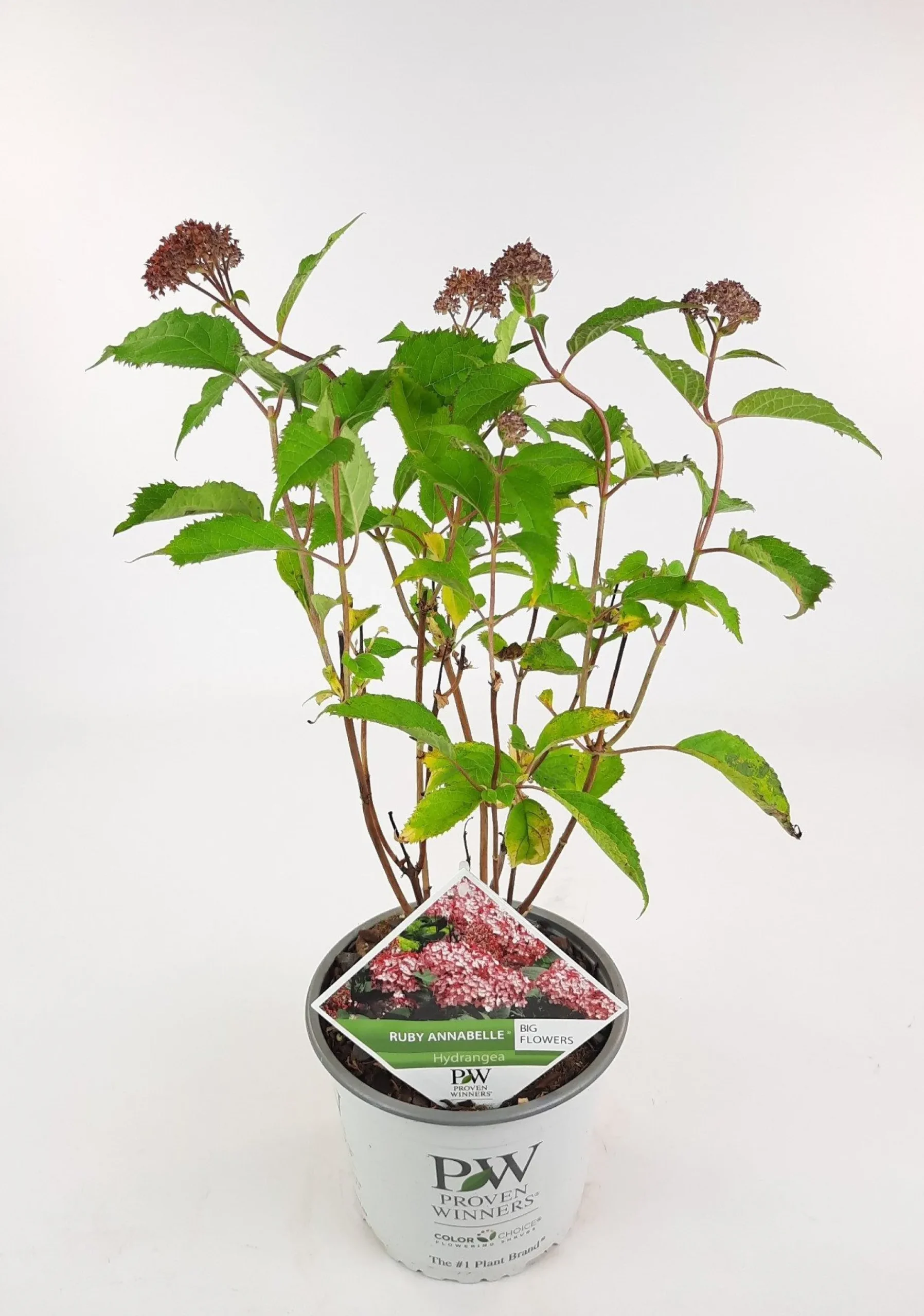Hortensia "ruby annabelle"|ohgreen Online