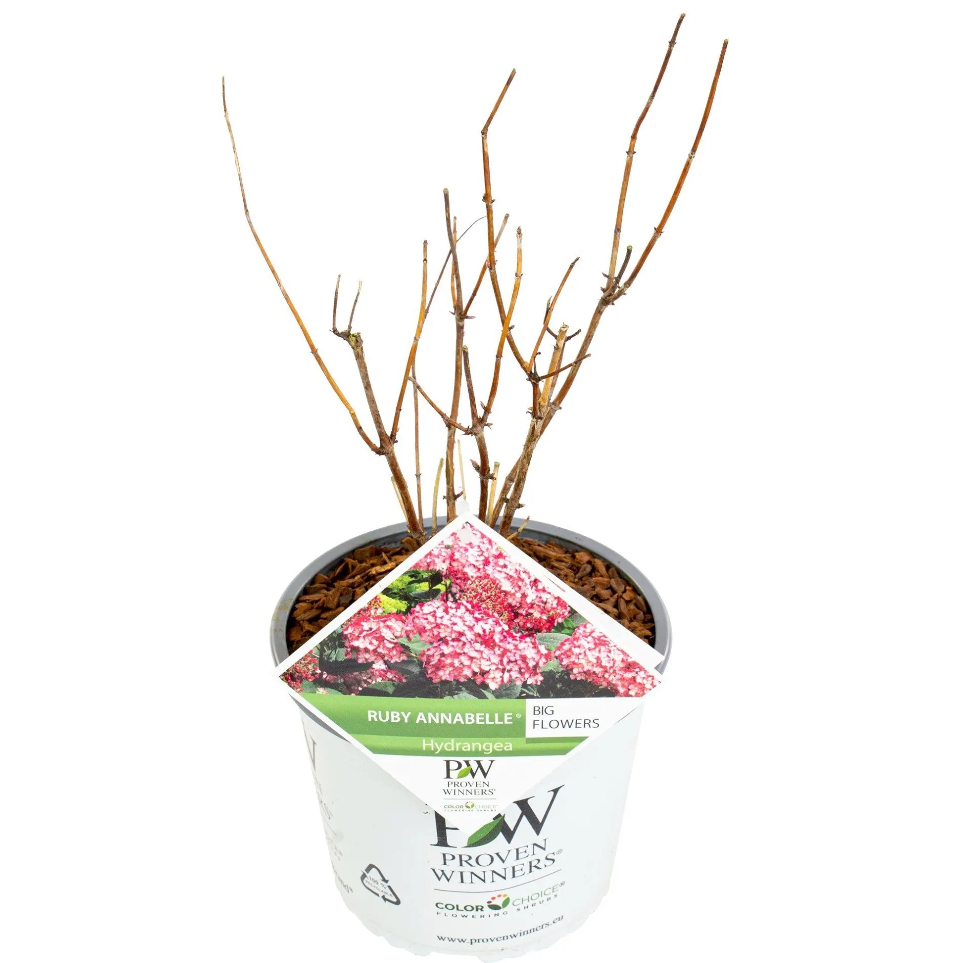 Hortensia "ruby annabelle"|ohgreen Online