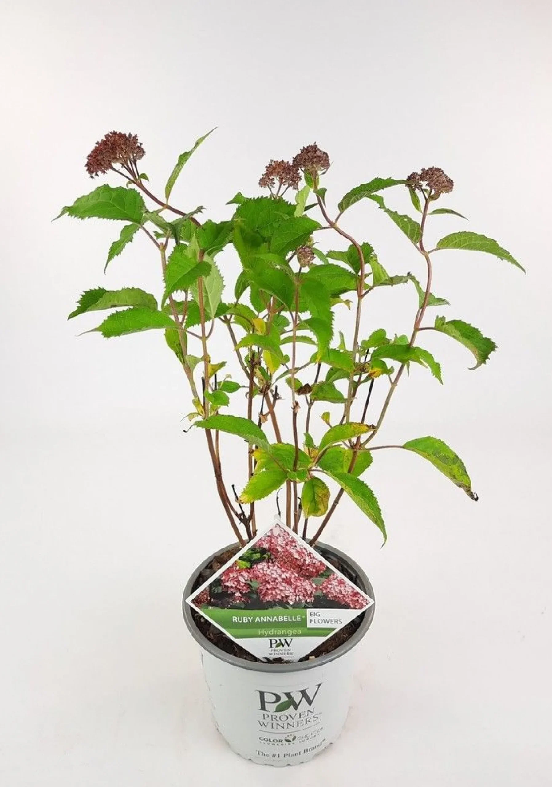 Hortensia "ruby annabelle"|ohgreen Online