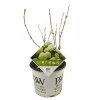 Hortensia strong annabelle p19 h45 sterke takken, die rechtop blijven|ohgreen Sale