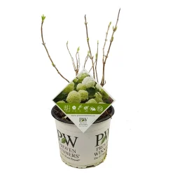 Hortensia strong annabelle p19 h45 sterke takken, die rechtop blijven|ohgreen Sale