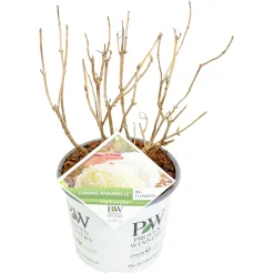 Hortensia strong annabelle p19 h45 sterke takken, die rechtop blijven|ohgreen Sale