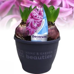 Hyacinthus orientalis purple|ohgreen Clearance
