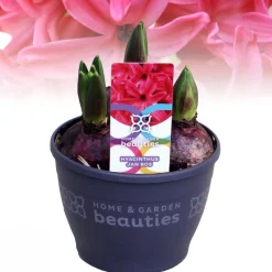 Hyacinthus orientalis red|ohgreen Outlet
