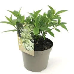 Hydrangea confetti|ohgreen Best