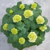 Hydrangea macrohylla ( Hortensia )|ohgreen Discount
