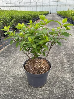 Hydrangea paniculata 'Bobo'|ohgreen