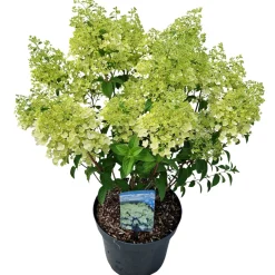 Hydrangea paniculata 'Bobo'|ohgreen Clearance