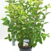 Hydrangea paniculata 'Limelight'|ohgreen New