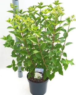 Hydrangea paniculata 'Limelight'|ohgreen New