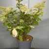 Hydrangea paniculata 'Phantom'|ohgreen