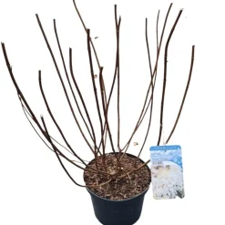 Hydrangea paniculata 'Silver Dollar'|ohgreen Hot