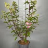 Hydrangea paniculata 'Vanille Fraise'|ohgreen Best