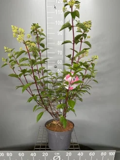 Hydrangea paniculata 'Vanille Fraise'|ohgreen Best