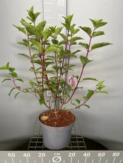 Hydrangea paniculata 'Vanille Fraise'|ohgreen Best