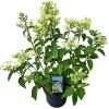 Hydrangea paniculata 'Wim's Red'|ohgreen Outlet