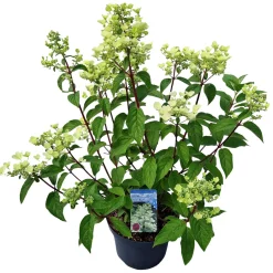 Hydrangea paniculata 'Wim's Red'|ohgreen Outlet