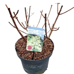 Hydrangea paniculata 'Wim's Red'|ohgreen Outlet