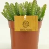 Hylocereus undatus|ohgreen Outlet