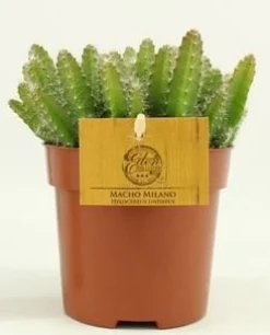 Hylocereus undatus|ohgreen Outlet