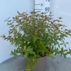 Hypericum Hidcote ( Herfsthooi )|ohgreen New