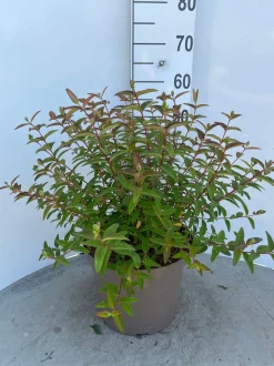 Hypericum Hidcote ( Herfsthooi )|ohgreen New