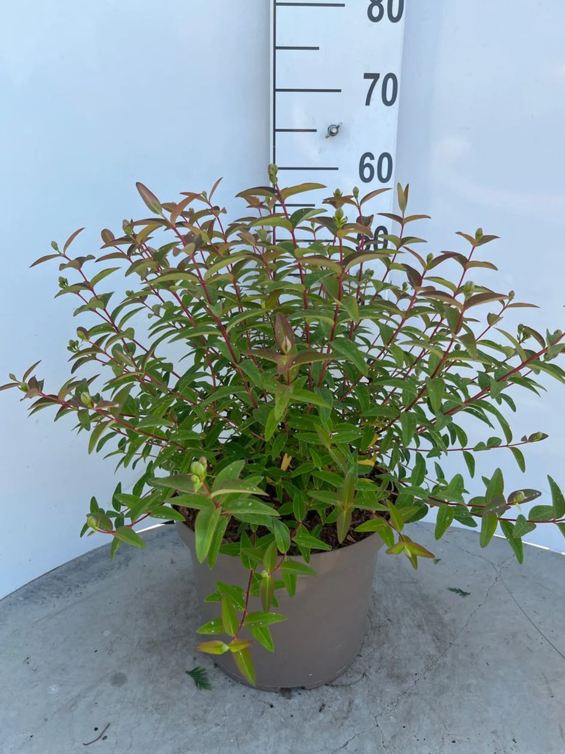 Hypericum Hidcote ( Herfsthooi )|ohgreen New