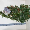 Ilex meserveae 'Blue Maid' (hulst)|ohgreen Online