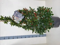 Ilex meserveae 'Blue Maid' (hulst)|ohgreen Online