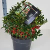 Ilex meserveae 'Blue Maid' (hulst)|ohgreen Online