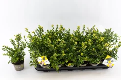 Ilex of hulst 'dark green' struik 10-12 cm in een p9 pot|ohgreen Online