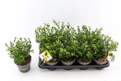 Ilex of hulst 'dark green' struik 10-20 cm potmaat 14|ohgreen
