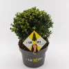 Ilex of hulstbol dark green p23|ohgreen Outlet
