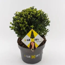 Ilex of hulstbol dark green p23|ohgreen Outlet