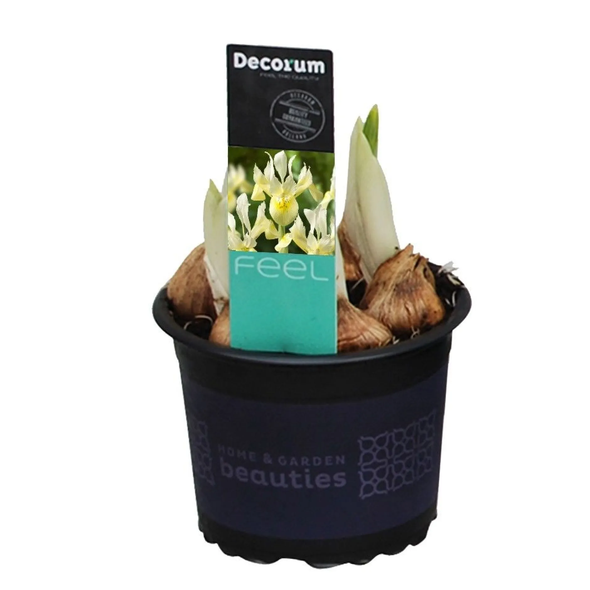 Iris reticulata Katherine's Gold|ohgreen New