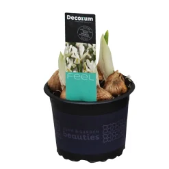 Iris reticulata Louise|ohgreen