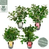 Japanse camelia p19 h50|ohgreen Outlet