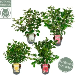 Japanse camelia p19 h50|ohgreen Outlet