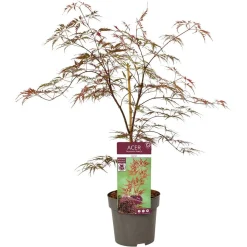 Japanse esdoorn garnet p19 h50|ohgreen Sale