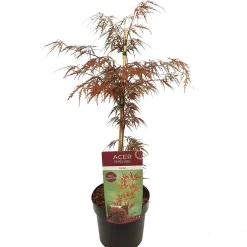 Japanse esdoorn garnet p19 h50|ohgreen Sale