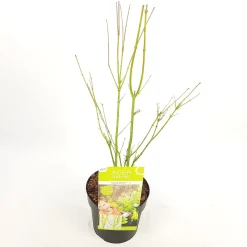 Japanse esdoorn going green p19|ohgreen Outlet