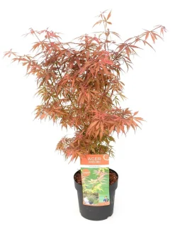 Japanse esdoorn 'jerre schwartz' p19 h50|ohgreen Outlet