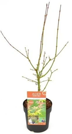 Japanse esdoorn 'jerre schwartz' p19 h50|ohgreen Outlet