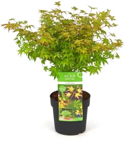 Japanse esdoorn little princ p19 h40|ohgreen Discount