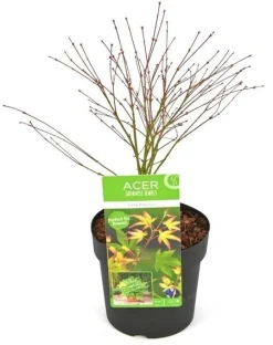 Japanse esdoorn little princ p19 h40|ohgreen Discount